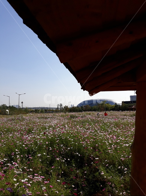 계양꽃마루,코스모스,가을나들이,cosmos,가을하늘,식물,자연,plants,nature,꽃,flower
