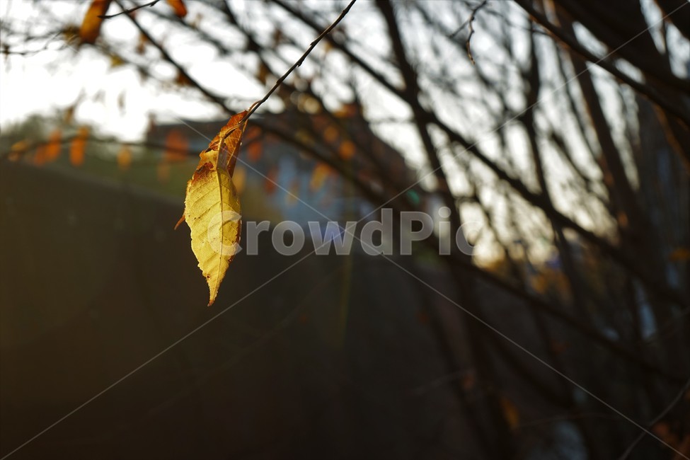 가을,단풍,잎,나무,자연,역광,갈색,autumn,fall,nature,backlight,leaves,brown,red,sky,가을,계절,fall,autumn,season,leaf,plant,식물,animal,동물,invertebrate,무척추 동물,insect,곤충,veins,정맥