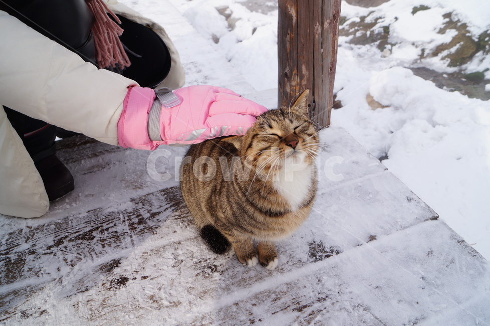 백두산,고양이,눈,겨울,snow,mountain,winter,중국,장백산,산,동물,야생,길냥이,겨울,계절,winter,season,동물,animal,포유류,mammal,고양이,cat,kitten,kitty,사람,인물,인간,human,person,신체일부,몸,body