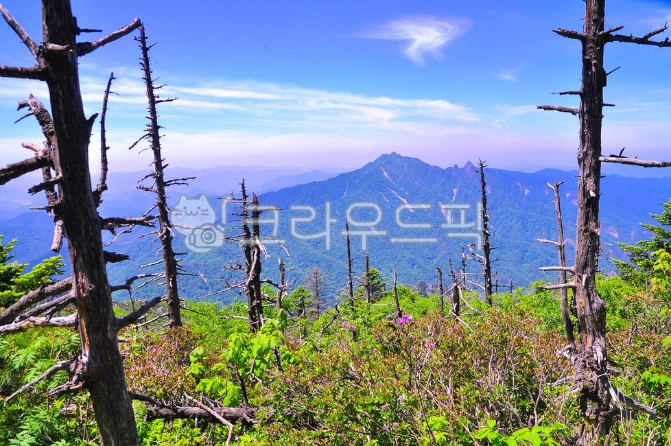 Hill,alpine plants,Seoraksan Northwest Ridge,Seoraksan National Park,alpine region,Dead wood area,secretion tree,Korean natural scenery,season,ridge,Gwittaegicheongbong,nature,summer mountain,fresh green,hill,wildflowers,outdoors,On the way to Seorak Gwic