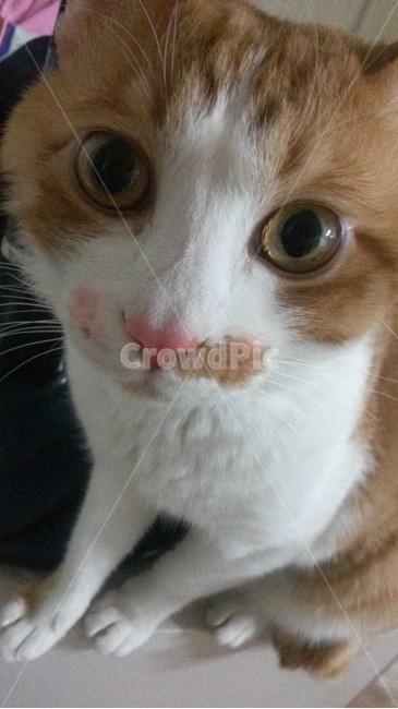고양이,애완묘,야옹,코리안숏헤어,노란고양이,동물,animal,포유류,mammal,고양이,cat,kitten,kitty