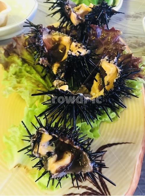 성게,바다,음식,food,푸드,음식,식재료,요리,food,cook,meal,dishes,food reserves,수산물,해산물,fishery products,seafood