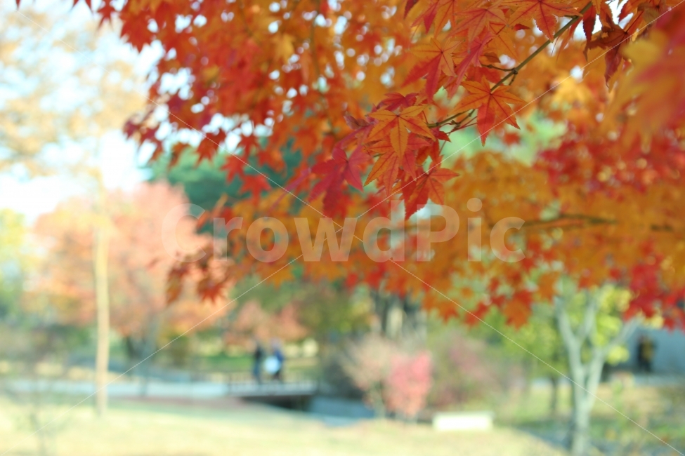 광화문,가을,출사,풍경,단풍,식물,자연,plants,nature,가을,계절,fall,autumn,season,leaf,잎,plant,tree,나무