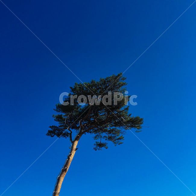 소나무,바람,추위,하늘,자연,식물,자연,plants,nature,나무,trees,wood