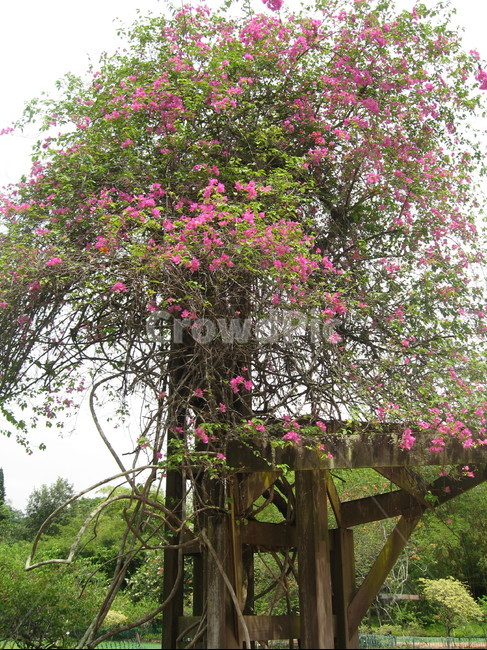 tree,나무,정원,garden,자연,nature,식물,자연,plants,nature,나무,trees,wood