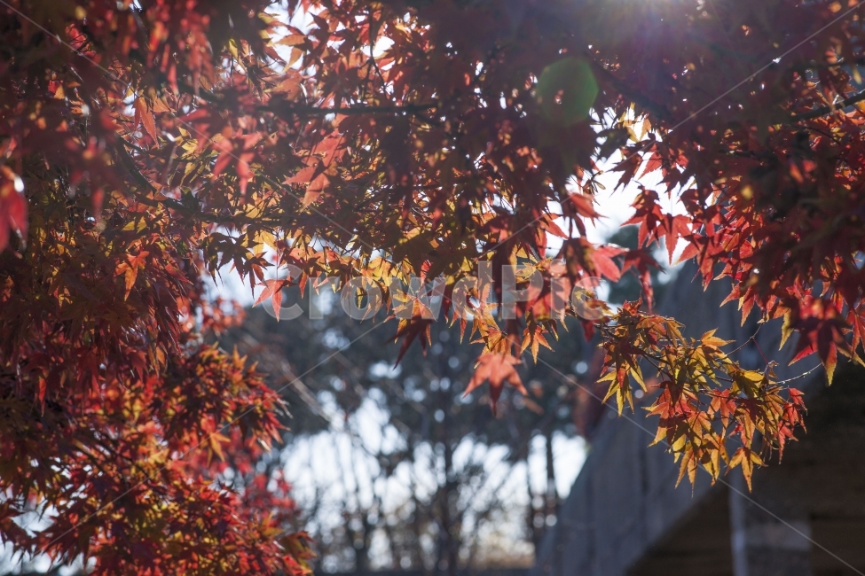 가을,풍경,단풍나무,단풍,나무,가을,계절,fall,autumn,season,식물,자연,plants,nature,leaf,잎,plant,tree,maple