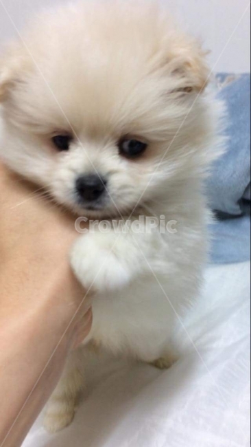 강아지,애견,가족,응시,놀이,사랑,동물,animal,포유류,mammal,개,강아지,dog,doggy