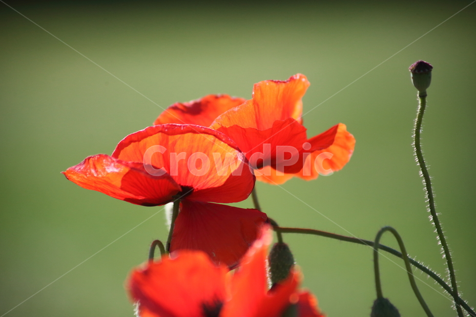 꽃양귀비,개양귀비,양귀비,꽃,poppy,식물,자연,plants,nature,꽃,flower
