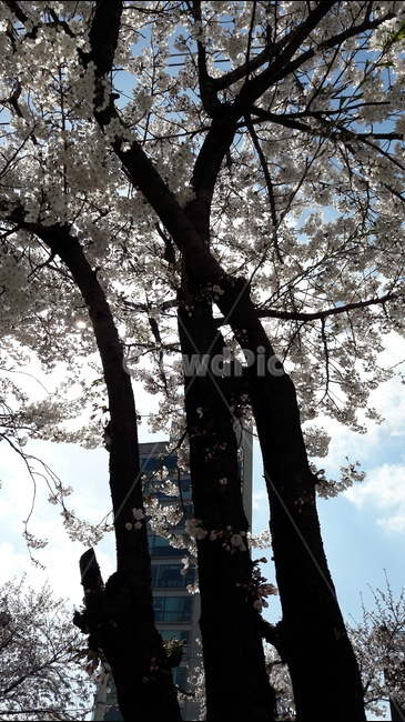 하늘,푸르름,봄,아름다움,나무,봄,계절,spring,season,식물,자연,plants,nature,나무,trees,wood,tree,plant,tree trunk,나무 줄기