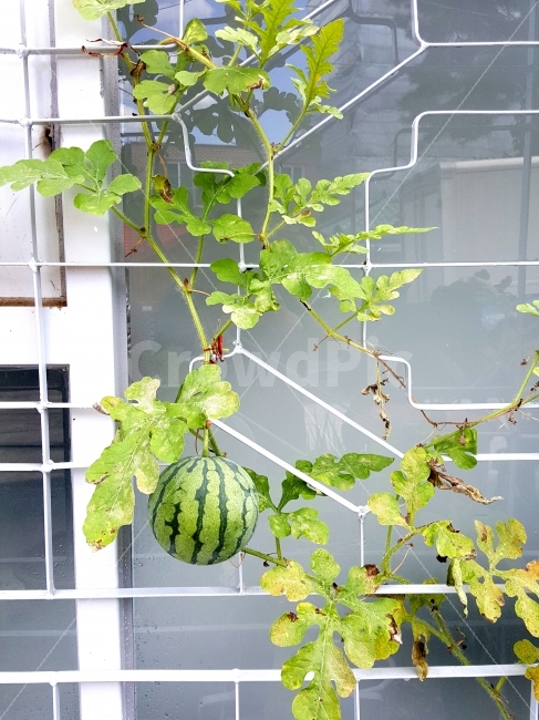 수박,과일,창틀,미니수박,식물,식물,자연,plants,nature,음식,식재료,요리,food,cook,meal,dishes,food reserves,채소,야채,vegetables