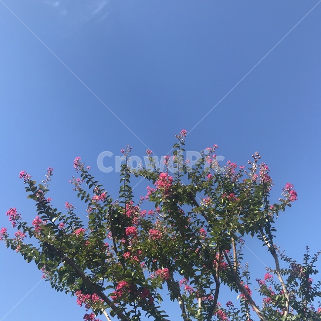 꽃,봄,나무,날씨,하늘,식물,자연,plants,nature,꽃,flower