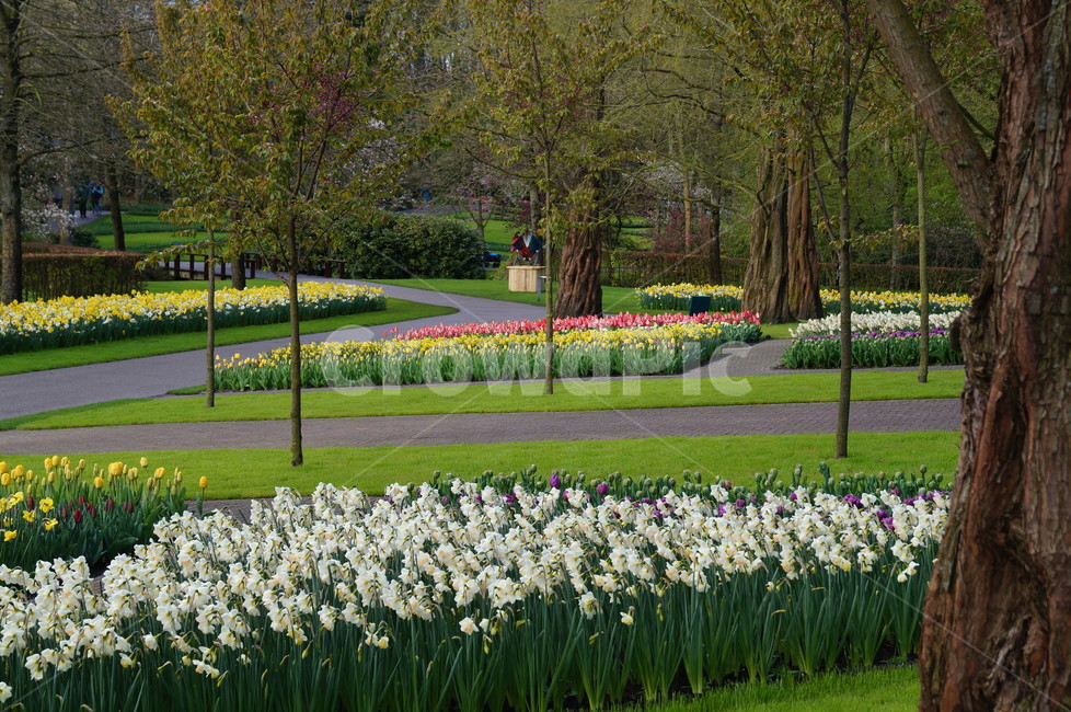 꽃,정원,식물,꽃축제,봄꽃,자연,풍경,nature,landscape,식물,plants,꽃,flower,plant,grass,잔디,lawn,outdoors,옥외,park,공원