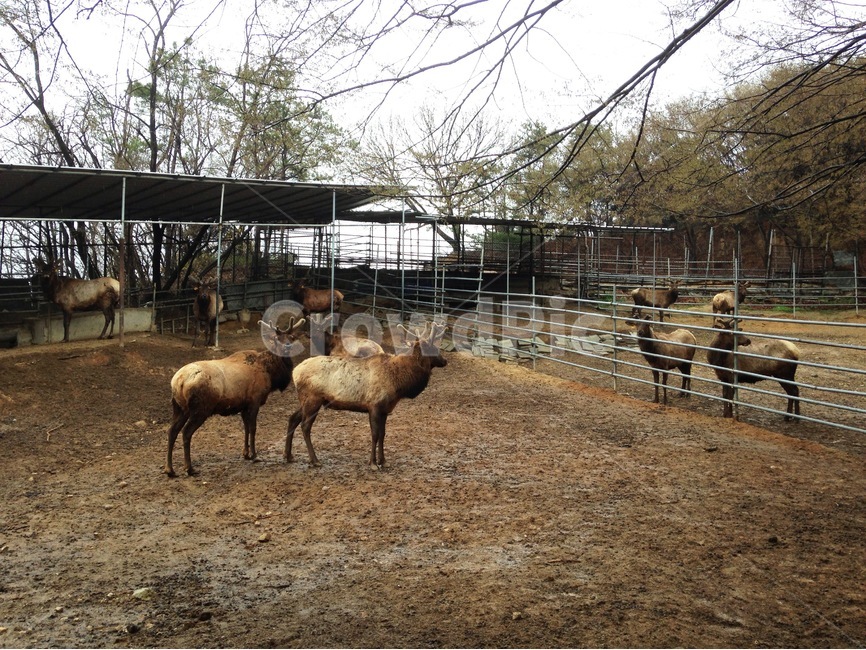 사슴,엘크,농장,동물,녹용,동물,animal,포유류,mammal,산업,industry,industrial,목축업,목장,livestock farming,ranching,pasture
