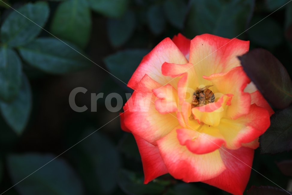 장미,벌,빨강,노랑,자연,풍경,꽃,공존,식물,자연,plants,nature,꽃,flower