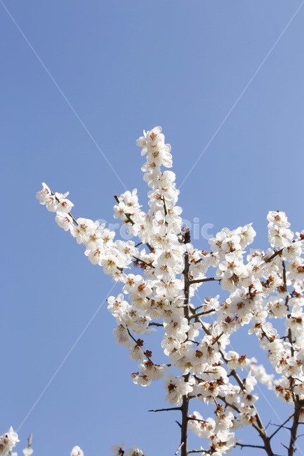 자연풍경,봄,매화,하늘,나무,flower,봄,계절,spring,season,식물,자연,plants,nature,꽃,flower,plant,blossom