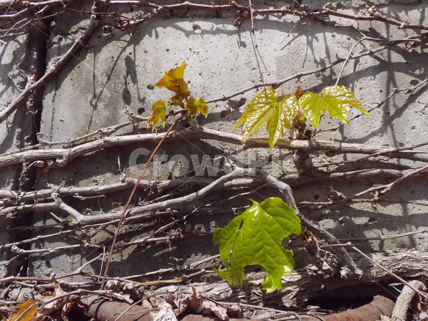 벽단풍잎,초록,계절,봄,식물,자연,새싹,힐링,spring,넝쿨,nature,잎,햇빛,벽,식물,자연,plants,nature