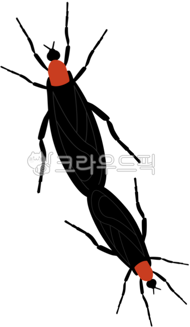 러브버그,lovebug,버그,벌레,사랑벌레,익충,곤충,붉은등우단털파리,파리,bug,fly