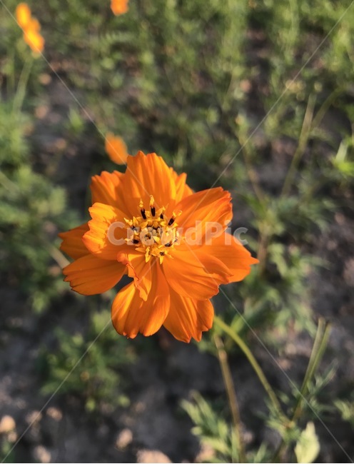 꽃,플라워,flower,자연,식물,식물,자연,plants,nature,꽃,flower
