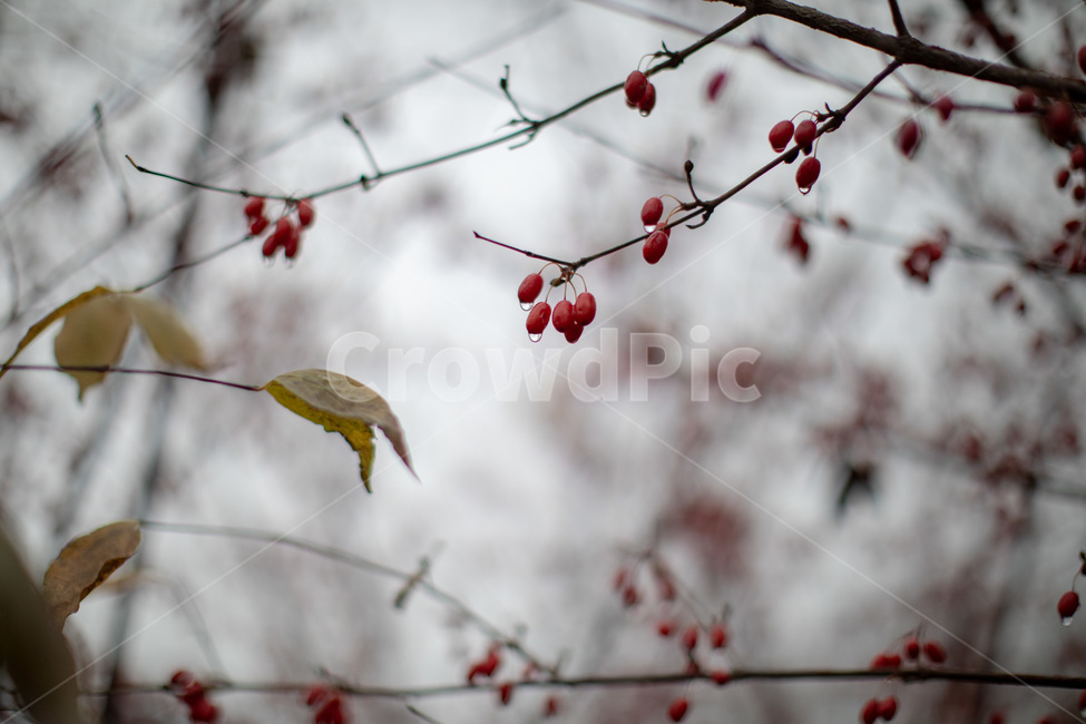 산수유,열매,산책,나무,풀잎,감성,식물,자연,plants,nature,과일,열매,fruit