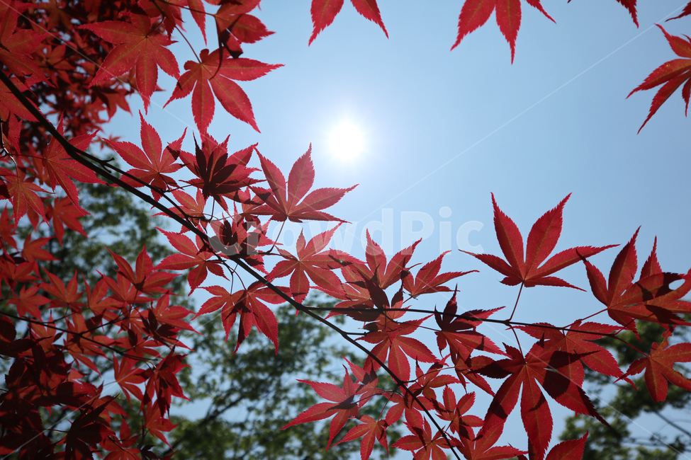 단풍,가을,단풍나무,햇빛,붉은,나뭇잎,11월,계절,자연,autumn,maple,sunny,red,nature,plants,season,fall,november,leaf,green,하늘,sky,화창,하늘색,나뭇가지,위를보기,나무,경관,수평구성,야외,주황색,10월,낮,환경,식물