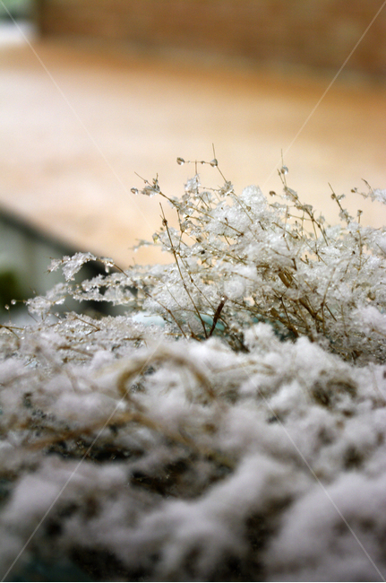 겨울,winter,눈,풀,식물,겨울,계절,winter,season