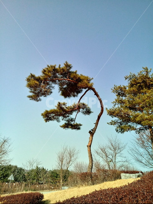 나무,식물,tree,plant,소나무,적송,잎,줄기,식물,자연,plants,nature,나무,trees,wood