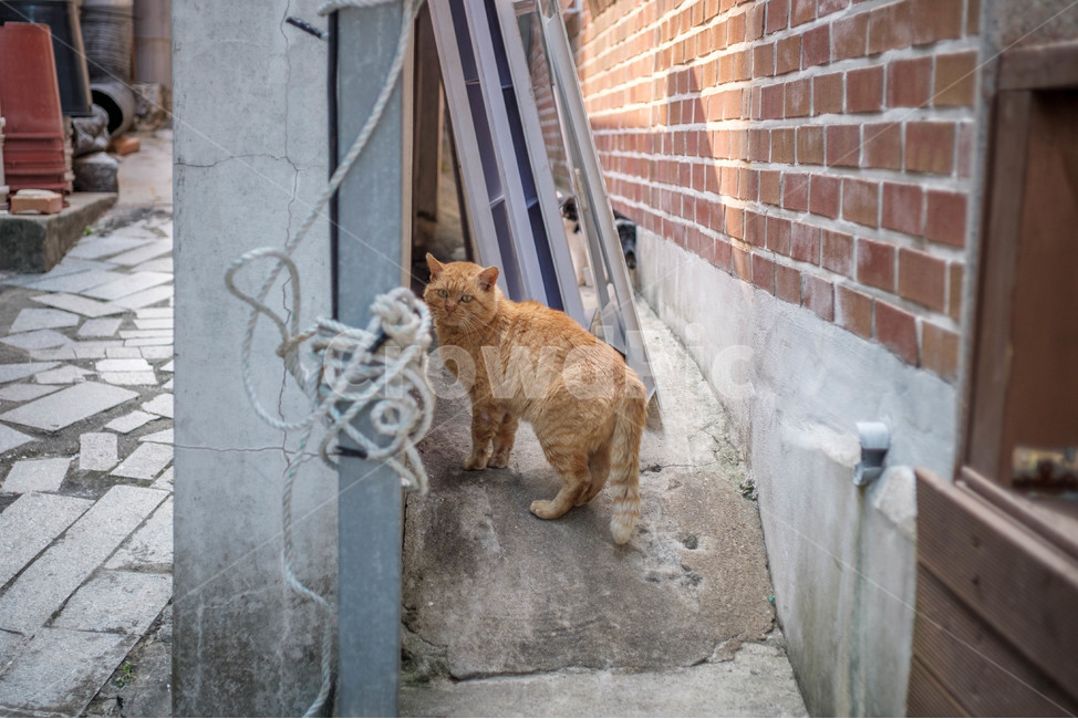 고양이,길고양이,cat,골목,경계,골목길,alley,동물,animal,포유류,mammal,고양이,cat,kitten,kitty,handrail,난간,banister