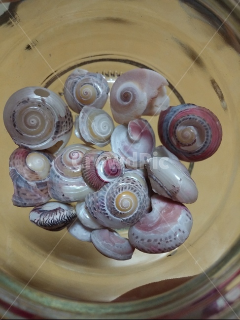 조개,조개껍데기,핑크조개,조개껍질,장식,clam,shell