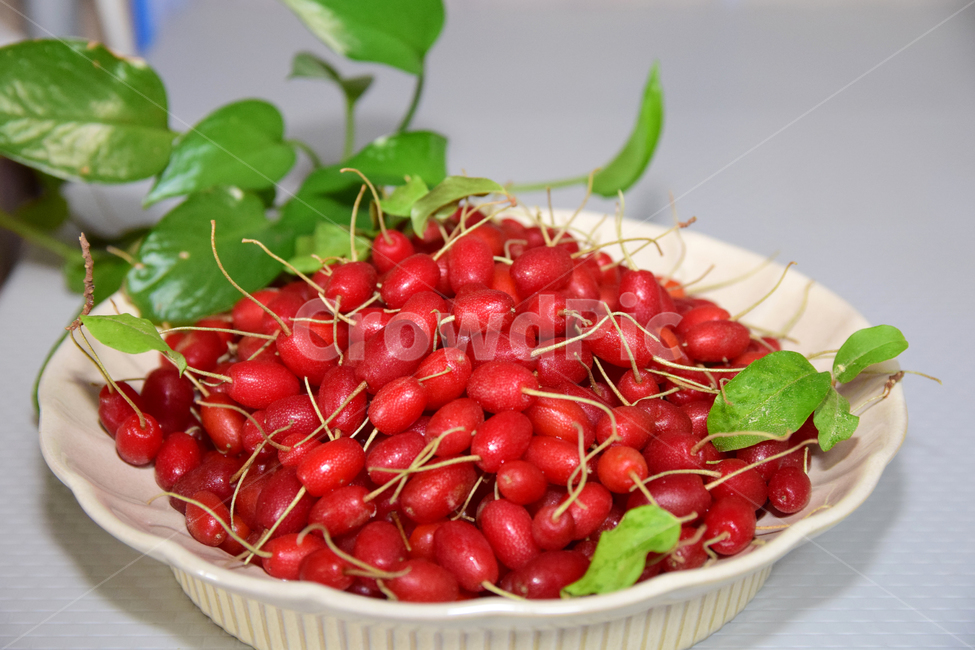 보리수,보리수열매,접시,빨간열매,열매,시콤달콤,fruits,redfruits,음식,식재료,요리,food,cook,meal,dishes,food reserves,과일,열매,fruit