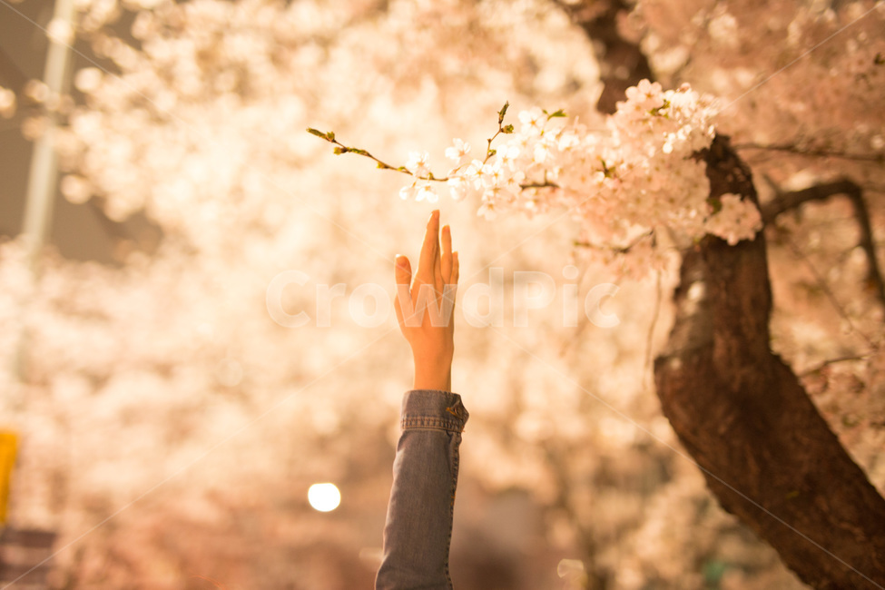 벚꽃,사쿠라,cherryblossom,손끝,손,봄,계절,spring,season,야경,밤,풍경,nightscape,night,landscape,식물,자연,plants,nature,꽃,flower,사람,인물,인간,human,person,신체일부,몸,body,감성,sensible,feeling,finger,손가락