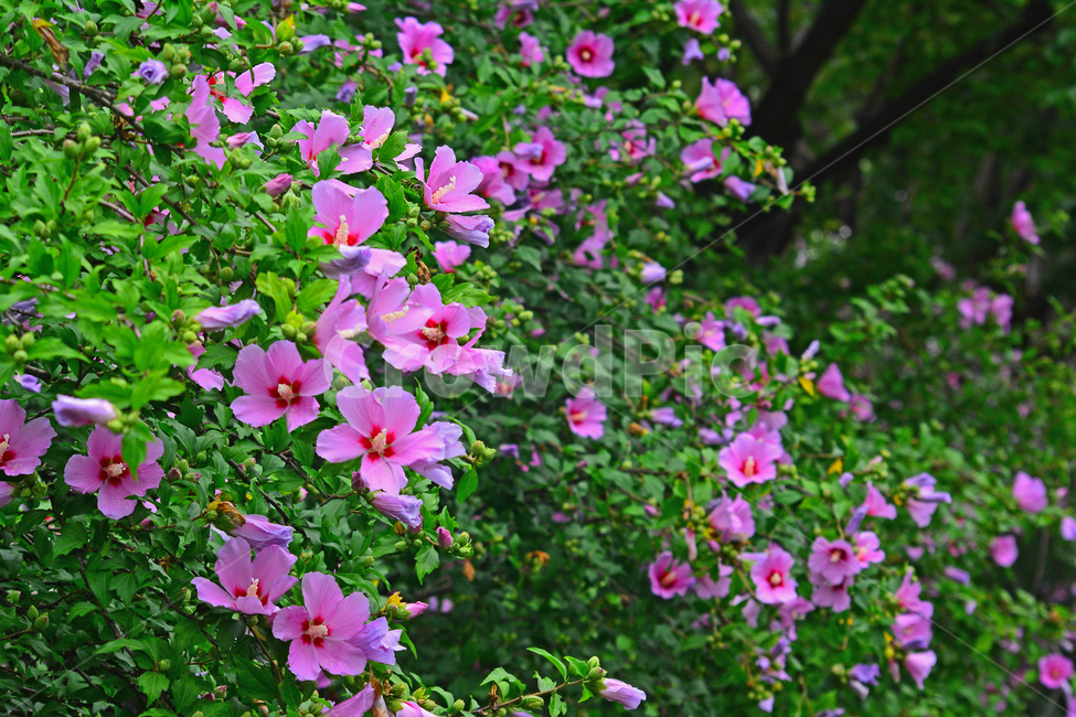무궁화,나라꽃,꽃,우리꽃,국화,분홍색,핑크색,배경,바탕,백그라운드,flowers,korean,mugunghwa,roseofsharon,hibiscus,식물,나무꽃,아름다움,꽃송이,꽃잎,잎사귀,우리나라꽃,nationalflower,background,plant,blossom,한국적