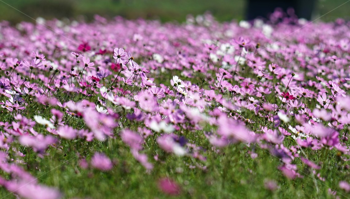 코스모스,가을,꽃,자연,식물,cosmos,nature,fiower,green,pink,가을,계절,fall,autumn,season,식물,자연,plants,nature,꽃,flower,blossom,geranium,제라늄,plant