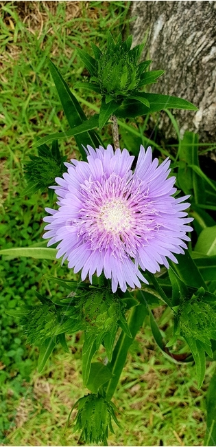 꽃,개화,식물,식물원,보라꽃,식물,자연,plants,nature,꽃,flower