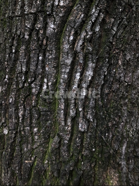 tree,나무,plant,식물,이끼,moss,패턴,pattern,무늬