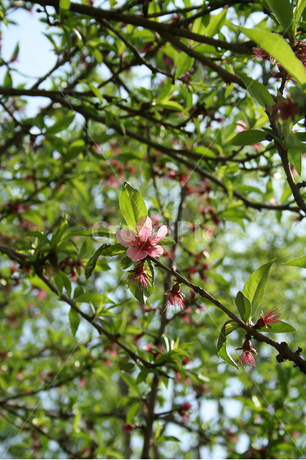 복사꽃,복사나무,봄,봄날,봄풍경,감성,spring,flower,공원,풍경,식물,새싹,잎,초록,꽃,분홍색,봄,계절,spring,season,식물,자연,plants,nature,꽃,flower,plant