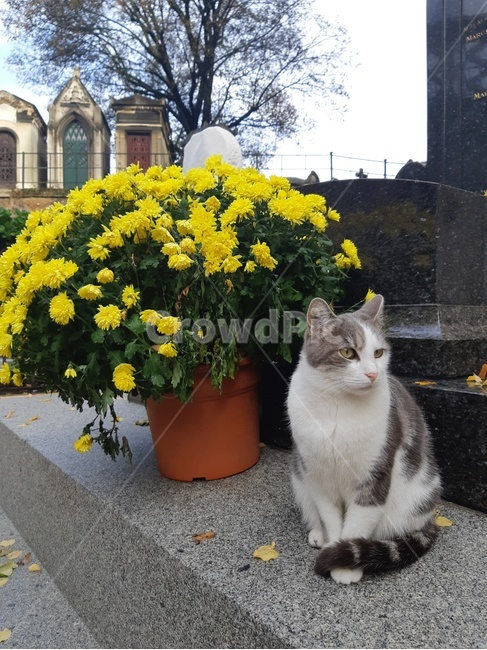 고양이,꽃,동물,유럽,요염,동물,animal,포유류,mammal,고양이,cat,kitten,kitty