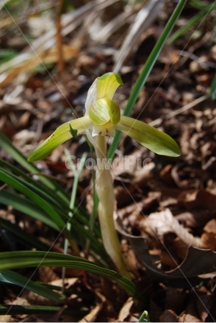 상황봉,자연,봄,야생화,공원,식물,자연,plants,nature