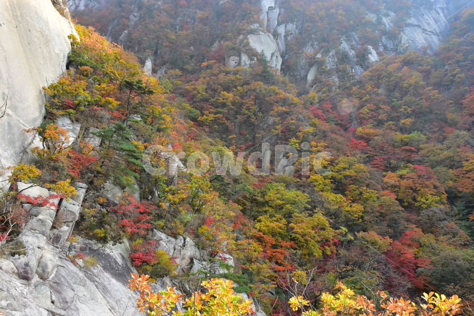가을,단풍,자연,풍경,북한산,잎,단풍잎,붉은,나무,계절,계곡,숲,힐링,plant,fall,autumn,season,forestnature,landscape,한국자연풍경,한국자연경관,korea,tree,maple,leaf,가을,계절,fall,autumn,season,자연,풍경,nature,landscape,outdoors,옥외