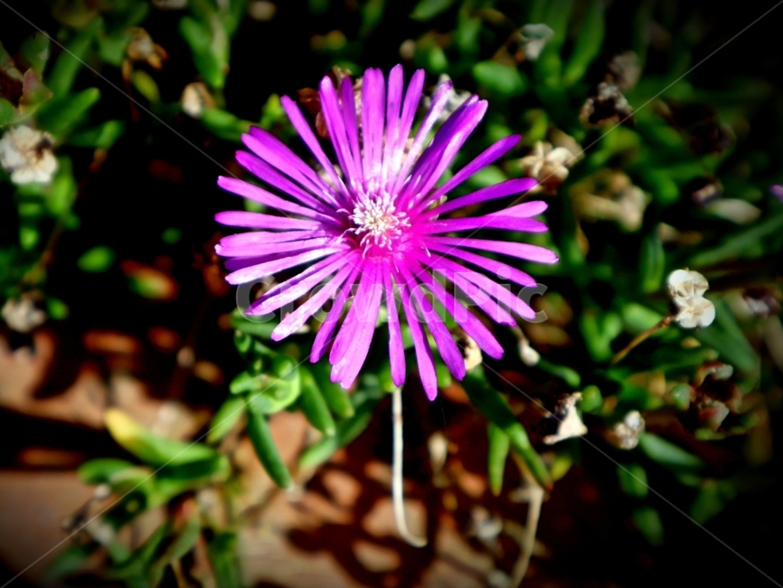 꽃,식물,plant,한송이,분홍,늦여름,식물,자연,plants,nature,꽃,flower