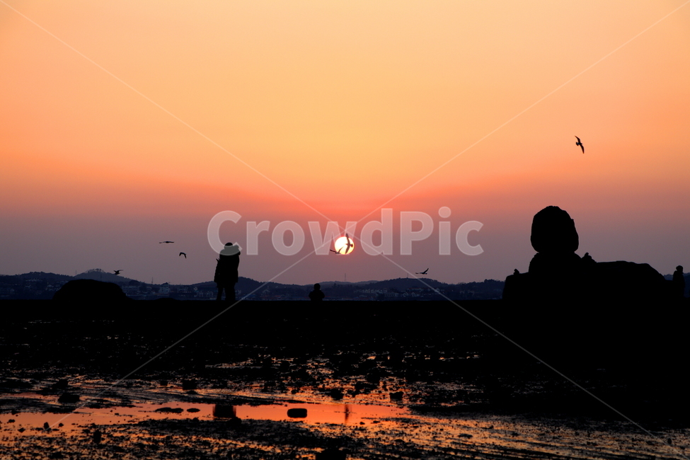 silhouette,실루엣,바다,석양,노을,풍경,자연,풍경,nature,landscape,실루엣,그림자,silhouette,shadow,outdoors,옥외,dusk,황혼,dawn,새벽,red sky,붉은 하늘,sky,하늘,sunset,일몰,animal,동물,bird,새,sunlight,햇빛