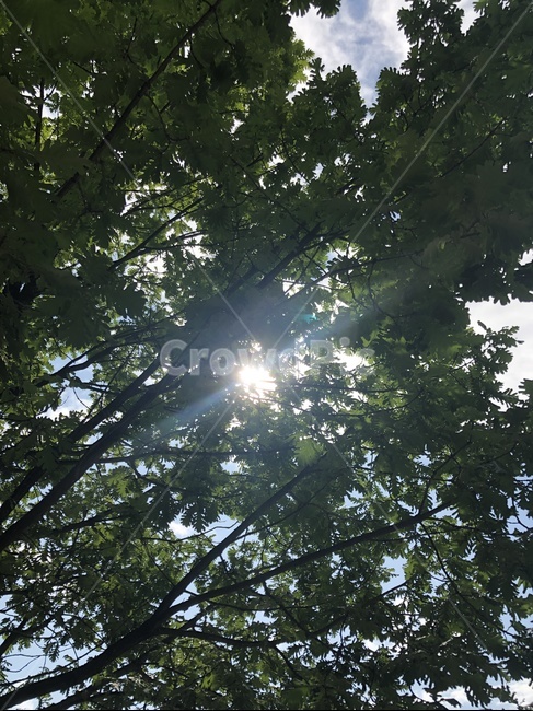 나무,햇살,자연,캐나다자연,단풍나무