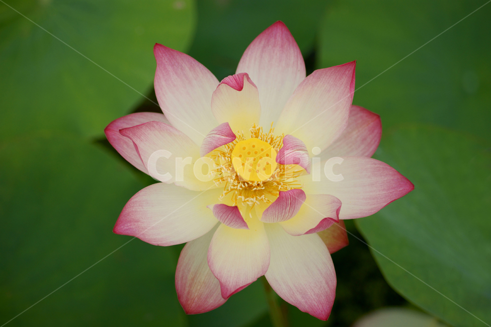 연꽃,꽃,여름,공원,연잎,식물,스냅,만개,꽃잎,접사,plant,blossom,flower,lotus,풍경배경,배경,꽃배경,식물,자연,plants,nature,꽃,flower