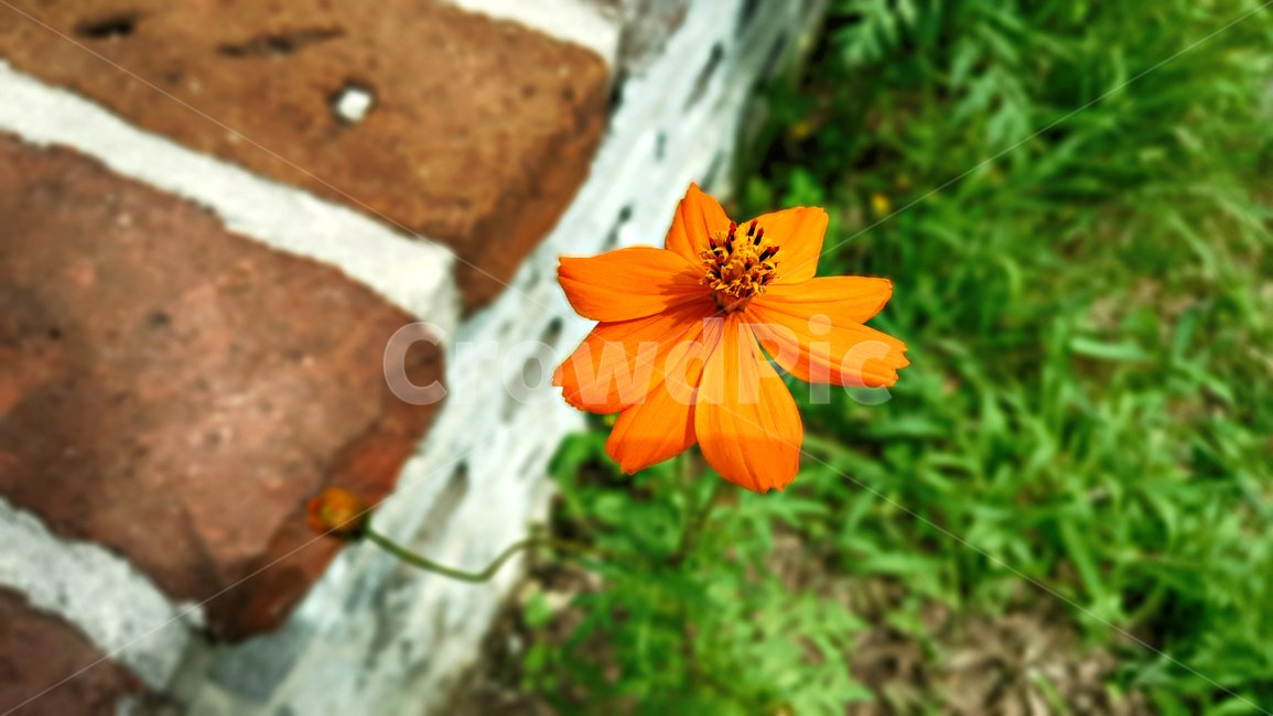 꽃,정원,plant,식물,화초,식물,자연,plants,nature,꽃,flower