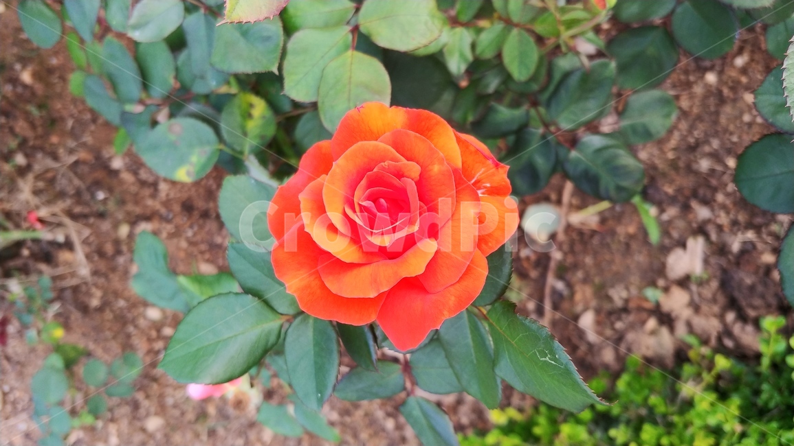 식물,rose,장미,flower,꽃,식물,자연,plants,nature,꽃,flower