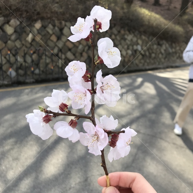 봄,꽃,벚꽃,나무,식물
