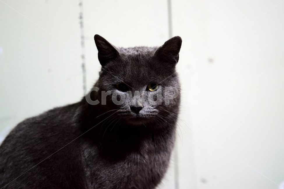 고양이,반려묘,애완동물,검정,회색,검은,동물,animal,포유류,mammal,고양이,cat,kitten,kitty