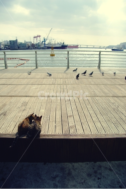 갈매기,고양이,사냥,seagull,cat,바닷가,어시장,준비,ready,살금살금,동물,animal,포유류,mammal,고양이,cat,kitten,kitty