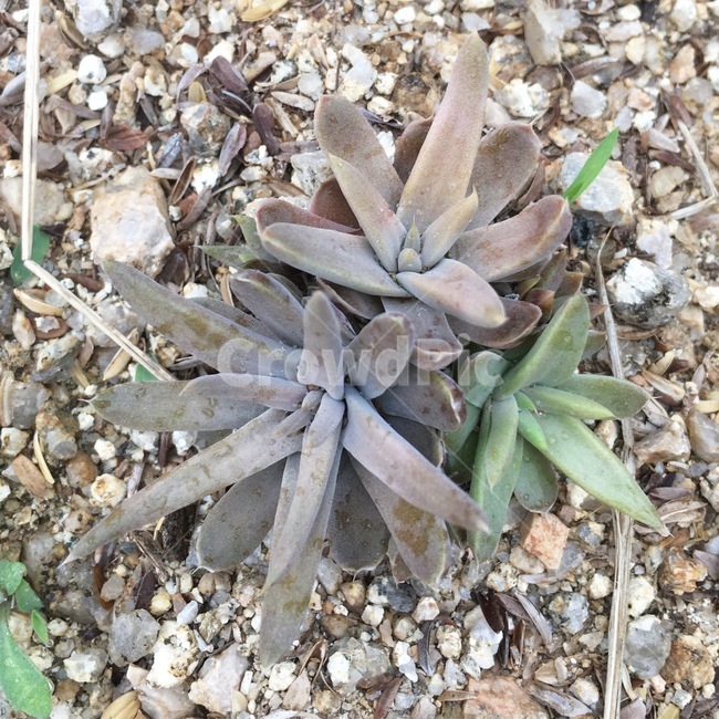 식물,와송,다육,약재,약초,식물,자연,plants,nature