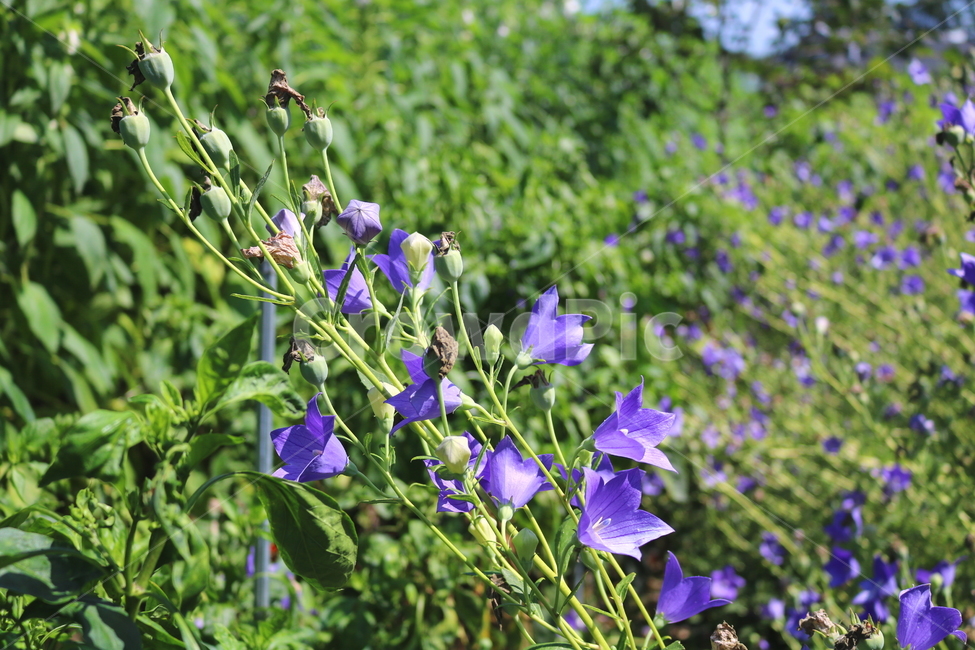 꽃,도라지꽃,도라지,식물,야생화,보라색꽃,자연,들꽃,식물,자연,plants,nature,꽃,flower