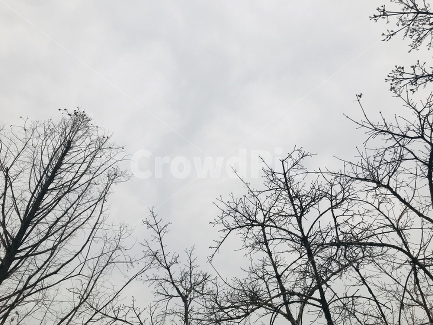 하늘,나무,나무가지,숲,흑백,겨울,흐린하늘,어두운하늘,겨울나무,쓸쓸한,외로움,겨울하늘,풍경,자연,잿빛,sky,tree,darksky,wintersky,nature,forest,lonely,winter,plants